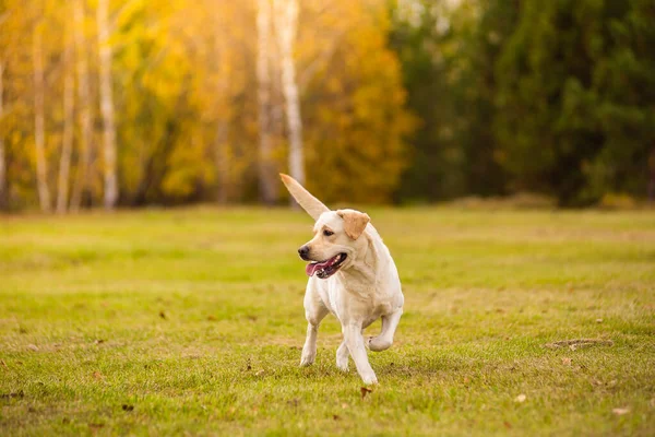 Labradorský pes běhá v podzimním lese. Labrador retrívr pes na podzim mezi listy. — Stock fotografie