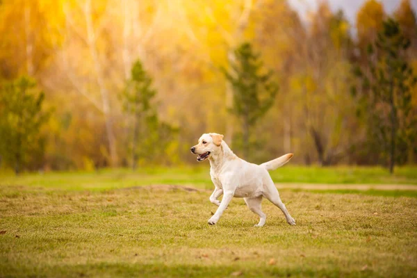 Um cão Labrador corre na floresta de outono. Labrador Retriever cão no outono entre folhas. Imagens De Bancos De Imagens