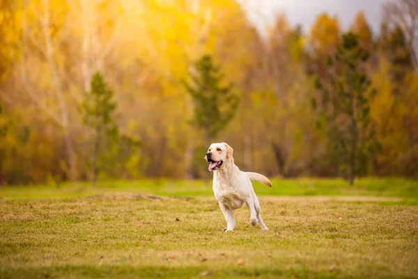 Um cão Labrador corre na floresta de outono. Labrador Retriever cão no outono entre folhas. Fotos De Bancos De Imagens