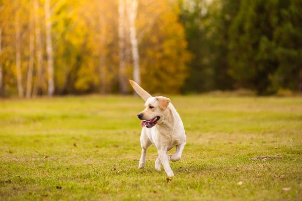 Um cão Labrador corre na floresta de outono. Labrador Retriever cão no outono entre folhas. Imagens De Bancos De Imagens