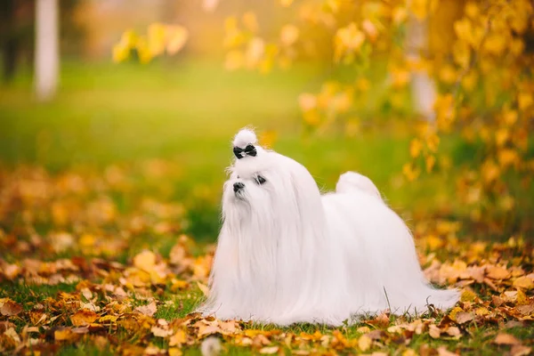 Raça cão branco maltês lapdog na floresta de outono. Imagem de outono bonita. Imagens De Bancos De Imagens Sem Royalties