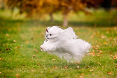 Beyaz köpek sonbahar ormanında Malta süs köpeği yetiştirir. Güzel sonbahar resmi.