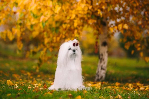 Fehér kutyafajta Máltai öleb az őszi erdőben. Gyönyörű őszi kép. — Stock Fotó