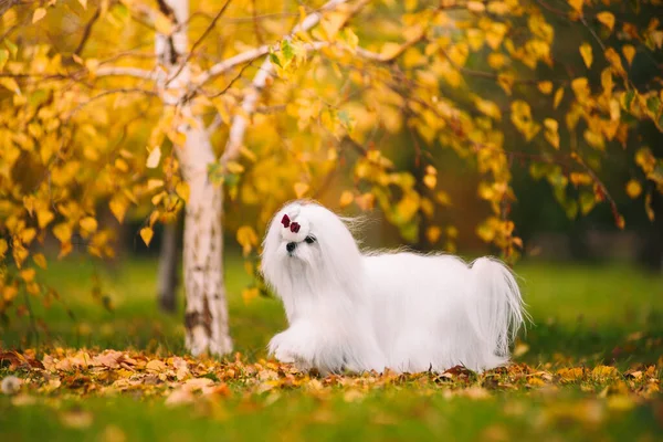 White dog breed Maltese lapdog in the autumn forest. Beautiful autumn picture. — Stock Photo, Image