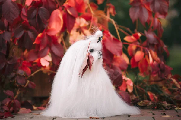 Perro blanco crianza perro faldero maltés en el bosque de otoño. Hermosa foto de otoño. —  Fotos de Stock