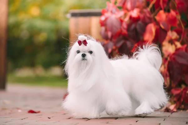 Perro blanco crianza perro faldero maltés en el bosque de otoño. Hermosa foto de otoño. — Foto de Stock