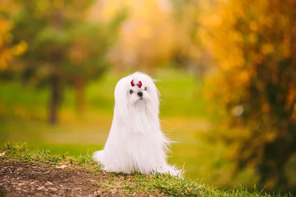 Fehér kutyafajta Máltai öleb az őszi erdőben. Gyönyörű őszi kép. — Stock Fotó