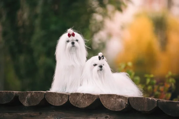 Dos perros blancos malteses en el puente en otoño. Hermoso paisaje. — Foto de Stock