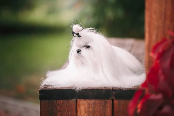 Maltese dog with beautiful grooming on a wooden bench in autumn. Beautiful landscape in a rustic style. — Stock Photo, Image