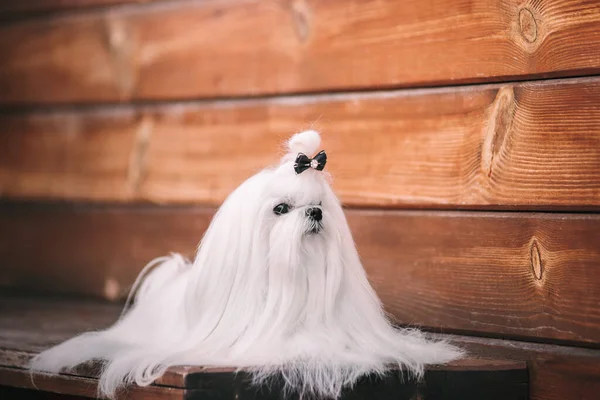 Maltese dog with beautiful grooming on a wooden bench in autumn. Beautiful landscape in a rustic style. — Stock Photo, Image