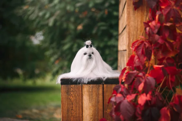 Maltese dog with beautiful grooming on a wooden bench in autumn. Beautiful landscape in a rustic style. — Stock Photo, Image