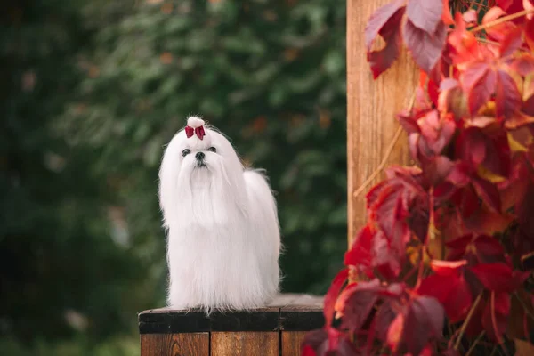 Perro maltés con hermoso aseo en un banco de madera en otoño. Hermoso paisaje en un estilo rústico. —  Fotos de Stock