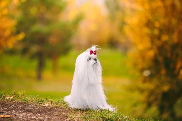 Raça cão branco maltês lapdog na floresta de outono. Imagem de outono bonita. Imagens De Bancos De Imagens Sem Royalties