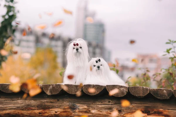 Dois cães brancos malteses na ponte no outono. Cenário bonito. Imagens De Bancos De Imagens