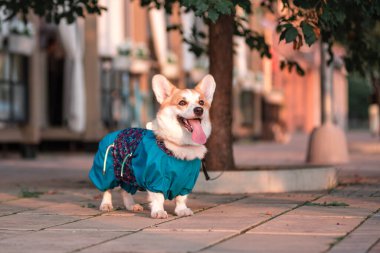 Kasabadaki basamaklarda oturan şirin Galli Corgi köpeği. Şehirde bir köpek. Şehir manzarasında köpek