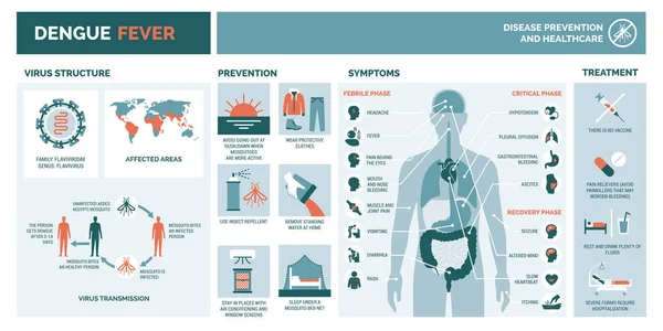 Dengue Vírus Infographic Vírus Szerkezete Továbbítása Megelőzés Tünetek Kezelés — Stock Vector