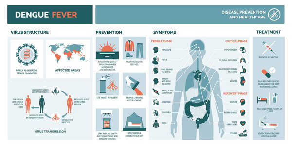 Dengue virus infographic: virus structure, transmission, prevention, symptoms and treatment
