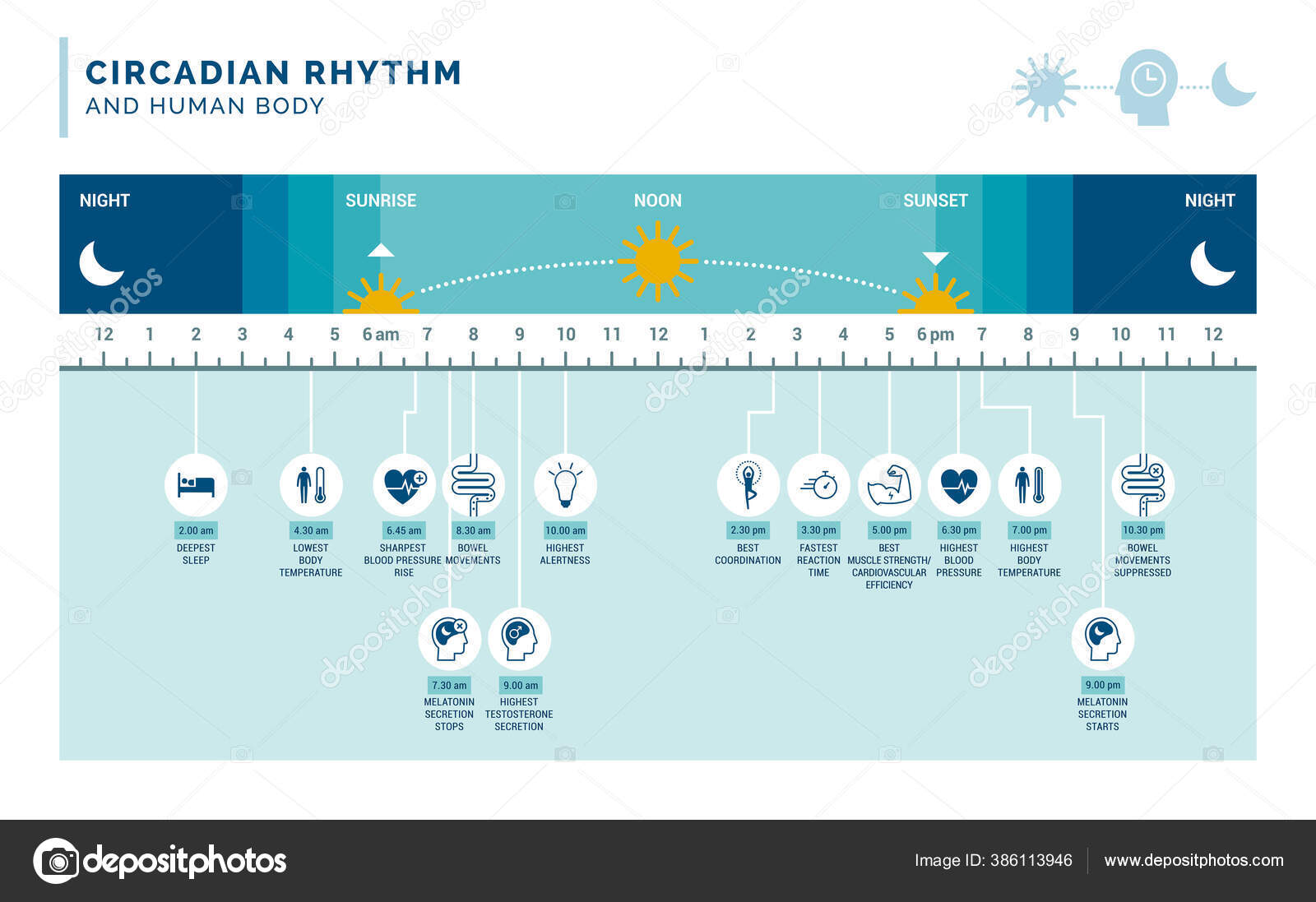Circadian Rhythm Sleep Wake Cycle How Exposure Sunlight Regulates ...