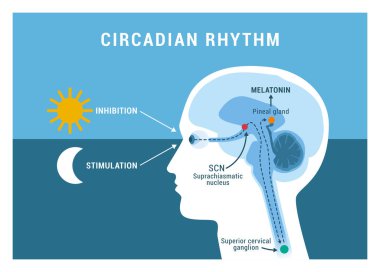 The circadian rhythm and sleep-wake cycle: how exposure to sunlight regulates melatonin secretion in the human brain and body processes clipart