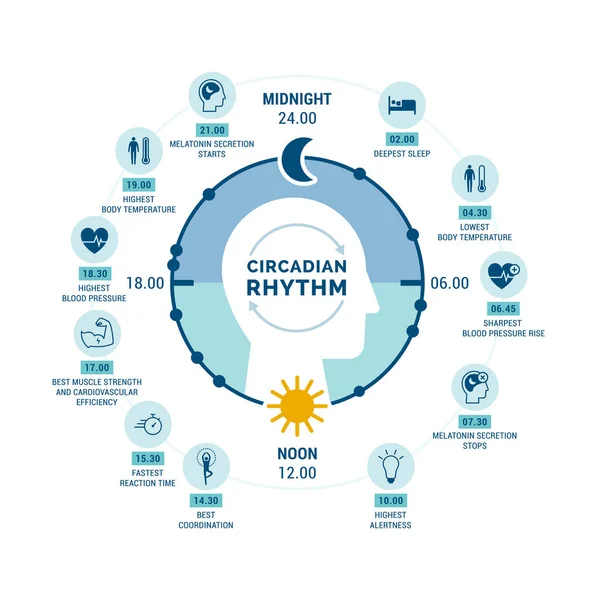 Circadian Ritim Uyku Uyandırma Döngüsü Güneş Işığına Maruz Kalmanın Hormon — Stok Vektör