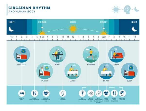 Circadian Rhythm Daily Activities Πώς Έκθεση Στο Ηλιακό Φως Ρυθμίζει — Διανυσματικό Αρχείο