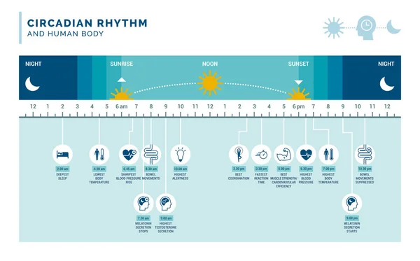 Циркулярний Ритм Сонний Цикл Вплив Сонячного Світла Регулює Виробництво Гормонів — стоковий вектор