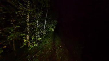 Korku rüyası, karanlık ormanda kaybolmuş. Cadılar Bayramı 'nda ormanın derinliklerinde yürümek. El feneriyle ormanı keşfederken kayıp ve yardım aramak. Gölgeler ve ürkütücü atmosfer.