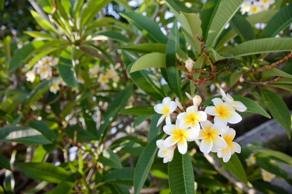 Gren Plumeria Blommor — Stockfoto