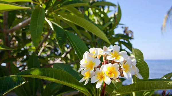 Białe Kwiaty Frangipani Zbliżenie — Zdjęcie stockowe