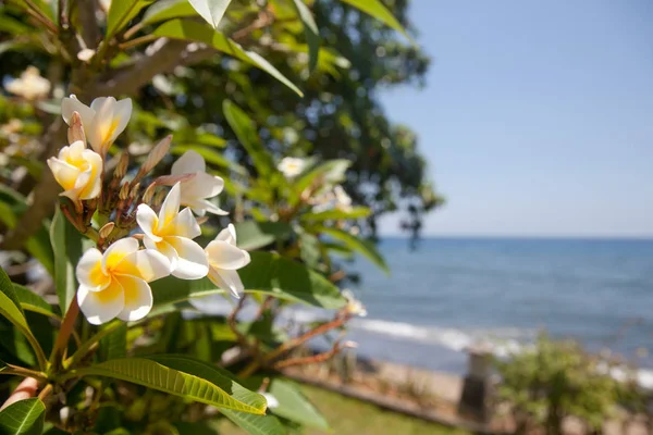 Plumeria Ramo Com Flores Fundo Mar — Fotografia de Stock