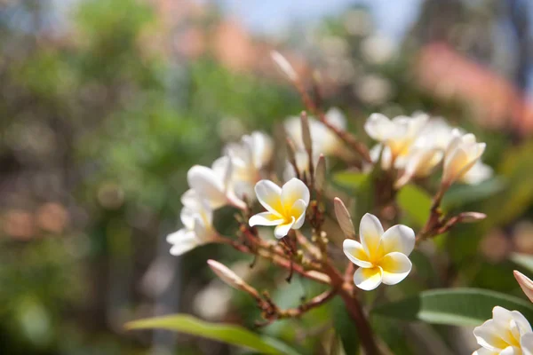 Fleurs Blanches Frangipani Close — Photo