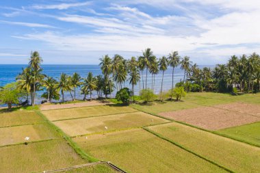 Deniz den pirinç terasları ve palmiye ağaçları ile peyzaj.