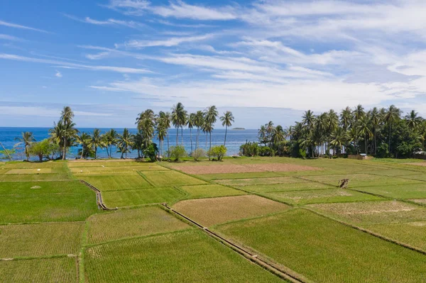 Landskap med risterrasser och palmträd vid havet. — Stockfoto