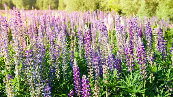 Flores de tremoço florescendo. Um campo de tremoços. Lupin violeta e rosa no prado. — Fotografia de Stock