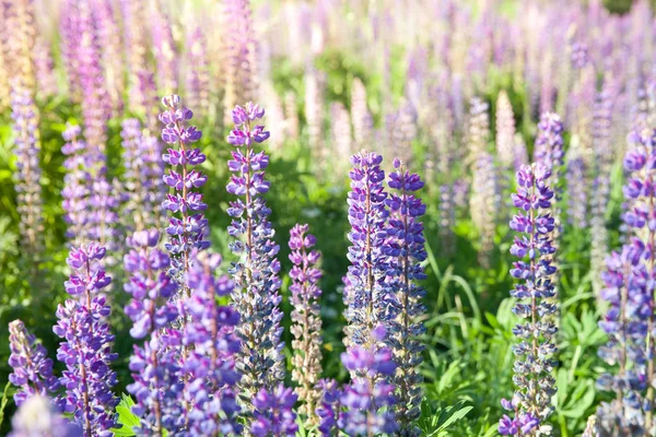 Flores de tremoço florescendo. Um campo de tremoços. Lupin violeta e rosa no prado. — Fotografia de Stock