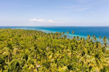 Hindistan cevizi ağaçları ile Tropikal ada, üst görünümü.