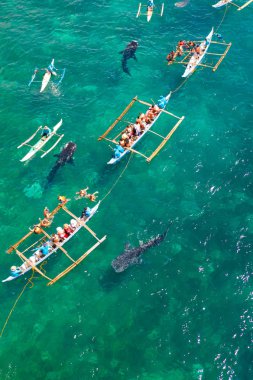 Oslob Balina Köpekbalığı Filipinler 'de, Cebu Adası' nda.