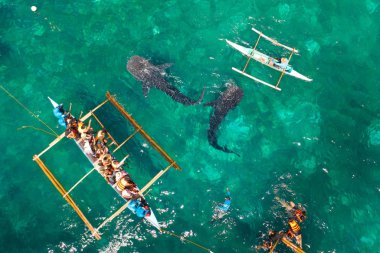 Filipinler,Cebu Adası'nda Oslob Balina Köpekbalığı İzleme. Turistler balina köpekbalıklarını izliyor..