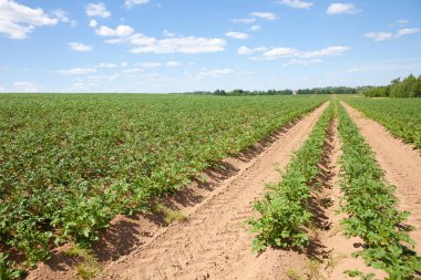 Güneşli havalarda tarım alanları ile Peyzaj. Kırsal kesimde bir patates tarlası.