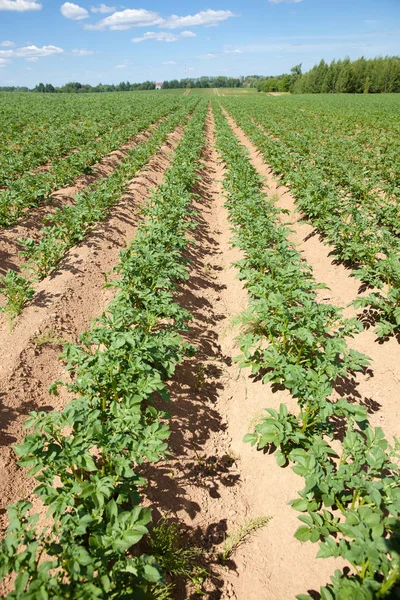 Rows of potatoes on the farm field. Cultivation of potatoes in Russia. — Stock Photo, Image