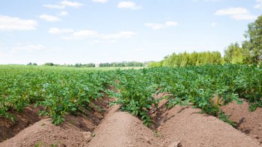 Rows of potatoes on the farm field. Cultivation of potatoes in Russia. clipart