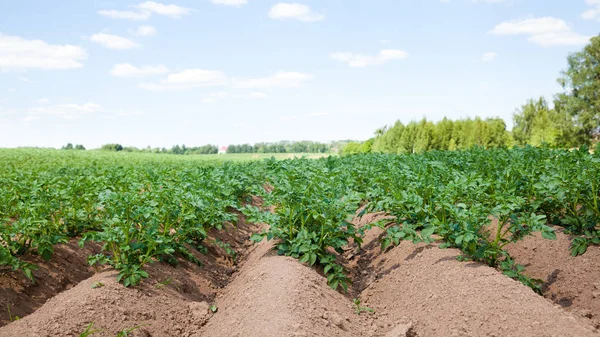 Rows of potatoes on the farm field. Cultivation of potatoes in Russia. — Stock Photo, Image