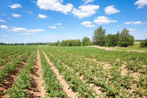 Rows of potatoes on the farm field. Landscape with agricultural fields in sunny weather. A field of potatoes in the countryside. — Stock Photo, Image