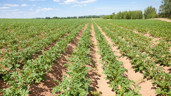 Landscape with agricultural fields in sunny weather. A field of potatoes in the countryside. — Stock Photo, Image