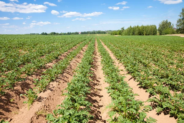 Cultivation of potatoes in Russia. Landscape with agricultural fields in sunny weather. A field of potatoes in the countryside. — Stock Photo, Image