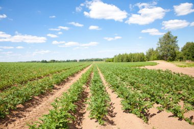 Çiftlik tarlasında patates sıraları. Rusya'da patates yetiştiriciliği.