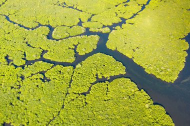Mangrov ağaçları ile tropikal orman, yukarıdan görünümü. Mangrovlar ve nehirler.