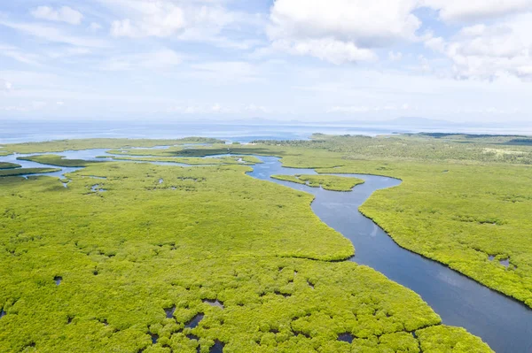 River in the mangroves, top view. Tropical landscape with mangrove forest and rivers. — Stock Photo, Image