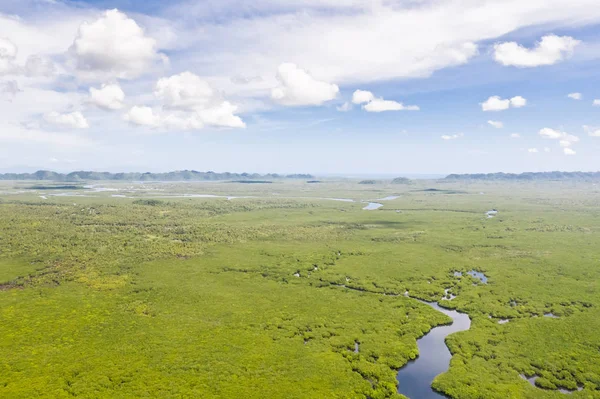 River in the mangroves, top view. Tropical landscape with mangrove forest and rivers. — Stock Photo, Image