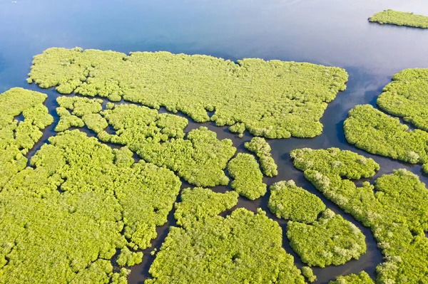 Mangrove med floder i Filippinerna. Tropiskt landskap med Mangrover och öar. — Stockfoto